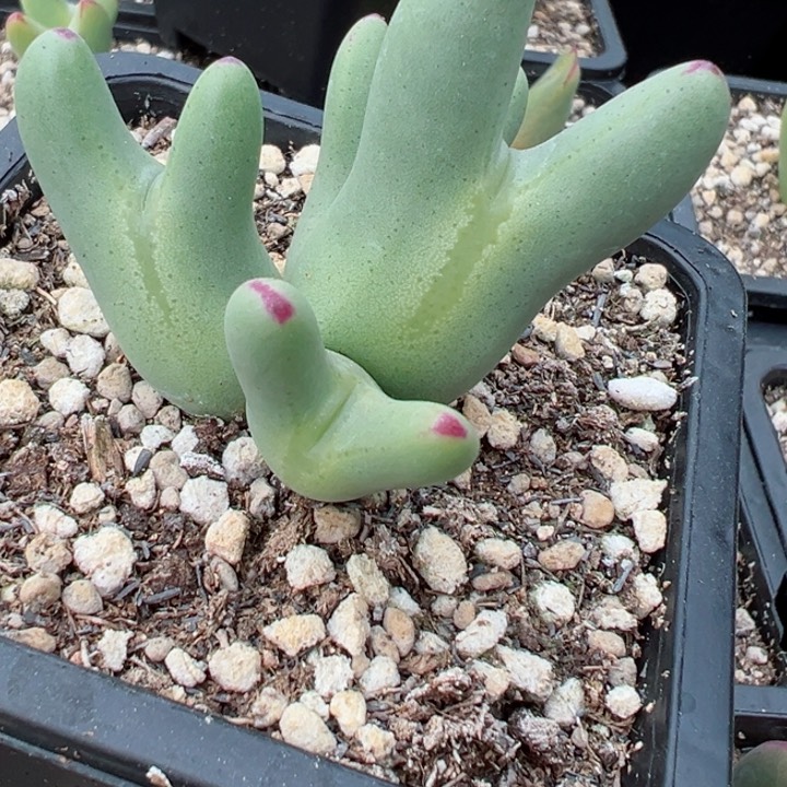 474号11111111111111