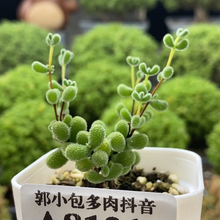 喵***2翡翠枝干番杏8121
