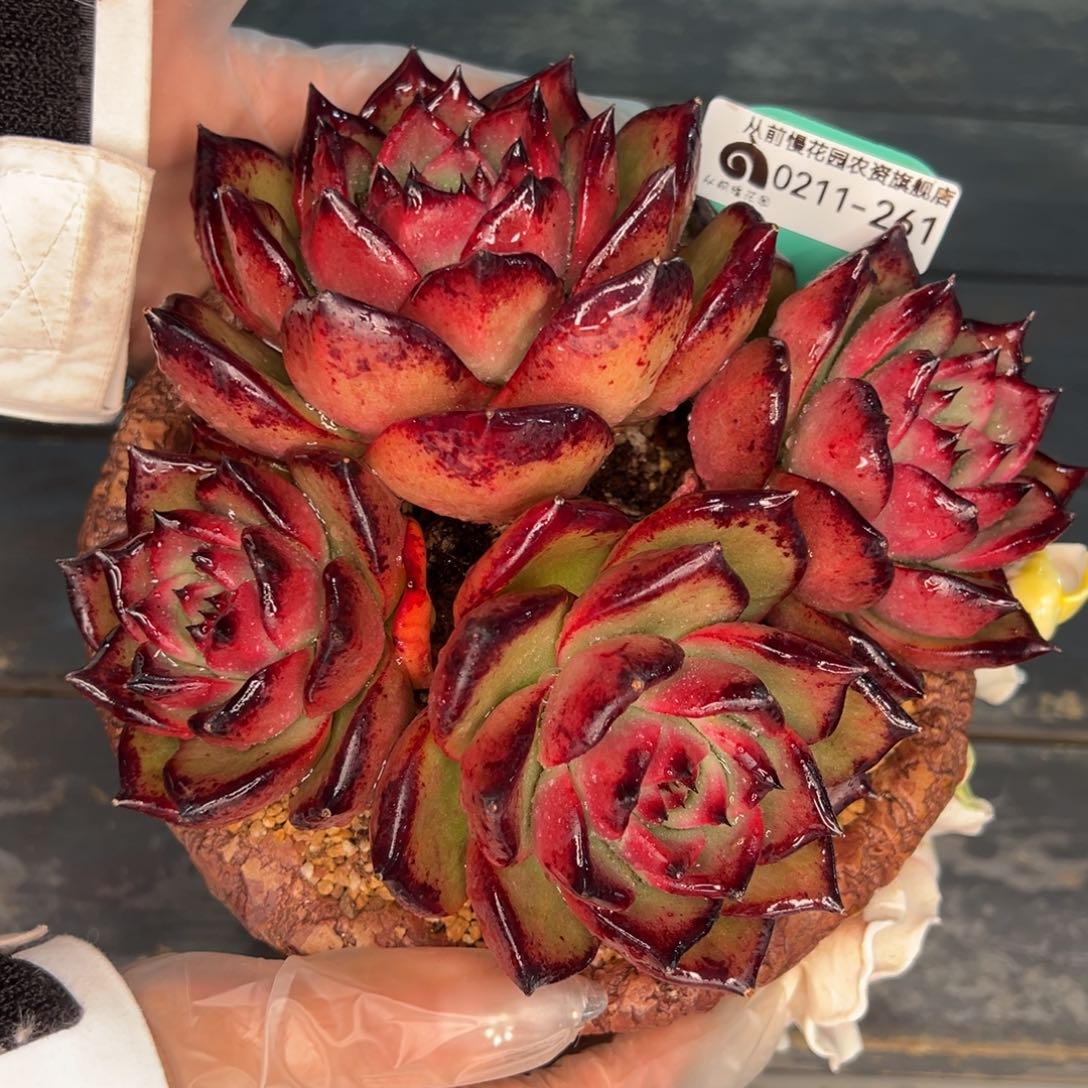 从前慢多肉精选编号0211.261