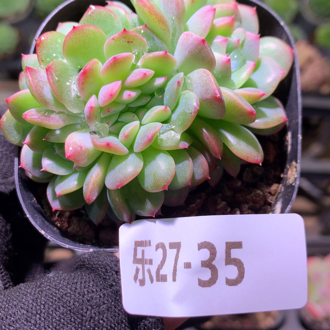 乐然27-35 新品缀化 