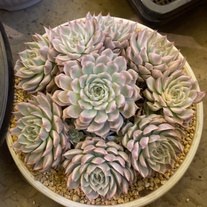 子***妈888888888888888888