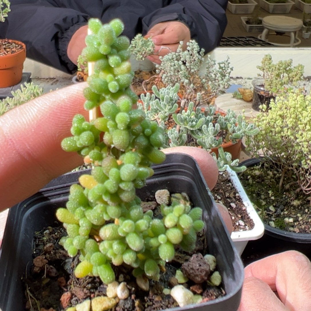 可爱多米粒55杯老桩福利