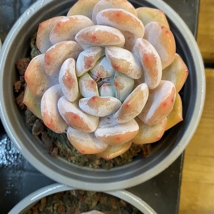 单头橙梦露 两颗      