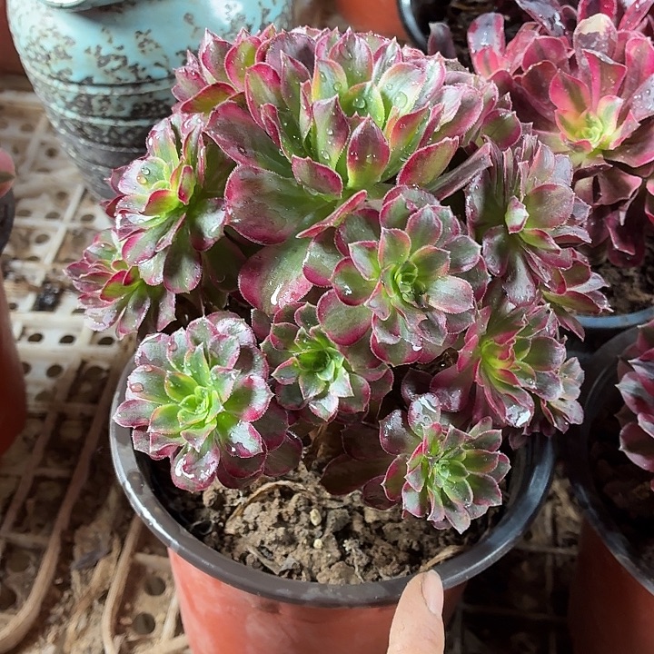 安娜小棵一棵拼单福利