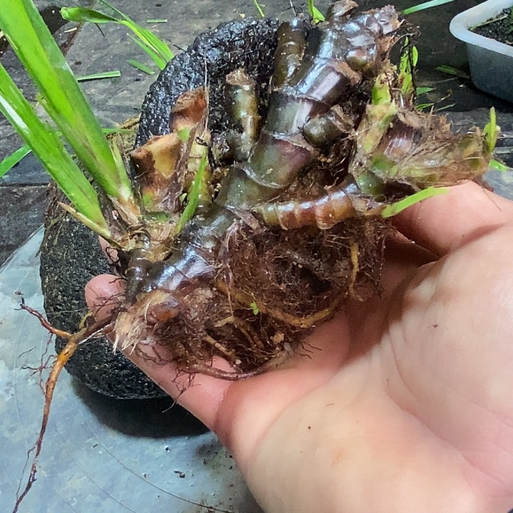 蔡***舞无花朵石菖蒲在哪