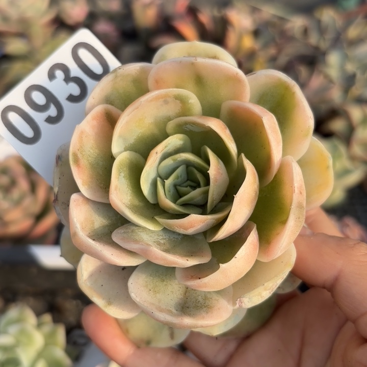 蓝色惊喜锦满18包邮当场凑单