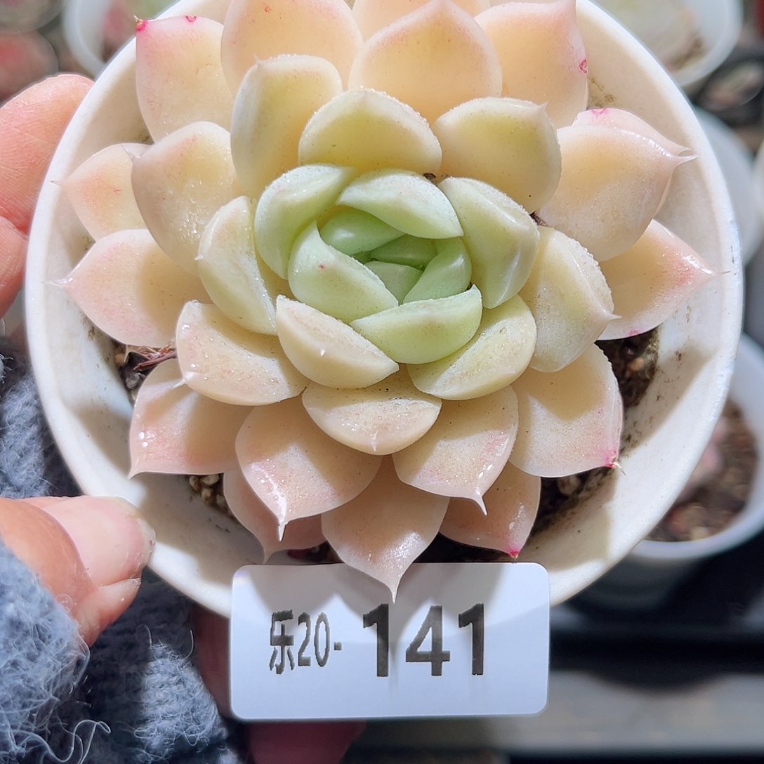 木乐20-141白冰雪女王