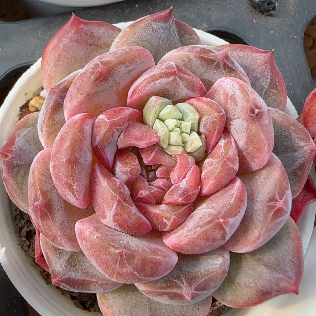 花语逸镜0313-41