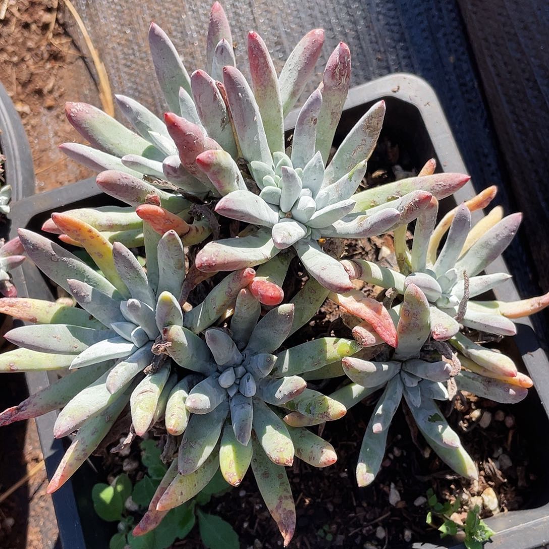 拇指杂交老桩0857