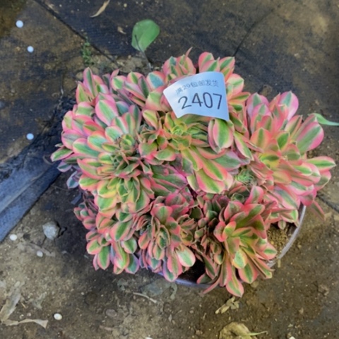 香妃多肉植物2407