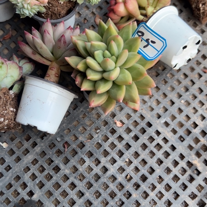 希***嘻一物一拍鱼杂多肉85