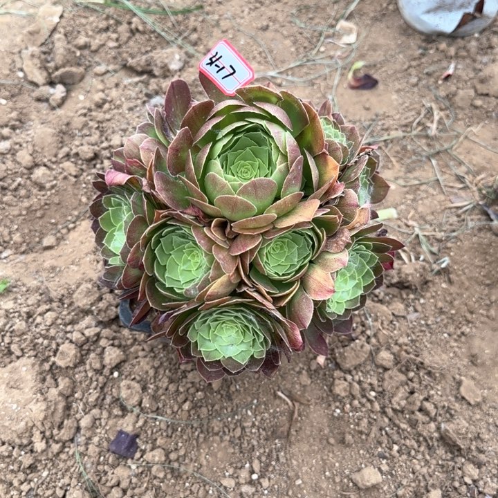 31-17圣罗兰福利地理多肉