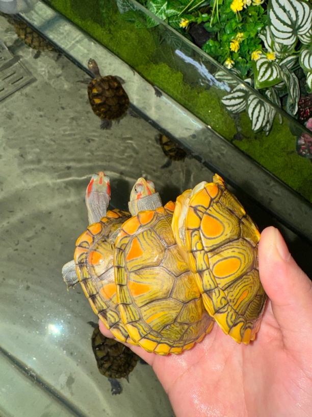 【1号直播链接】观赏变异彩龟 梵高 蜡笔 云彩 波塞冬 丛林 翡翠