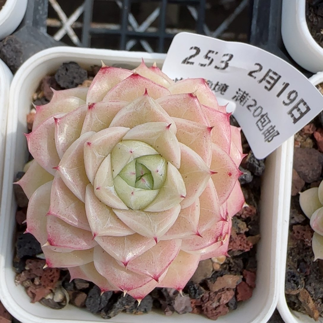 花语逸境0219-253