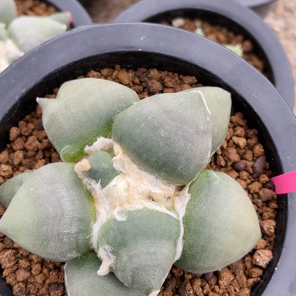 【闪购商品】实生蛋尤