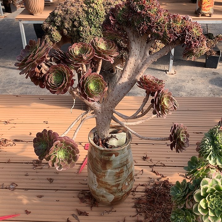 黑萝莉朵朵不包损脱土