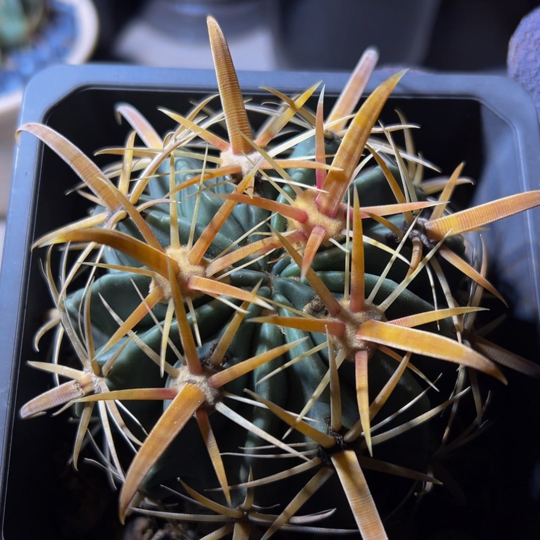 精品金刺稚杂交福利