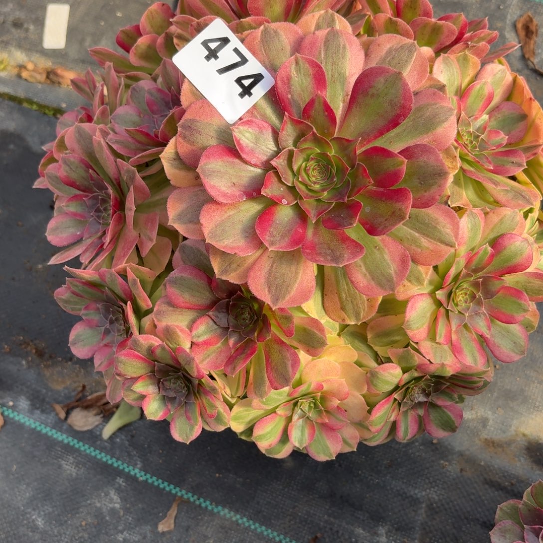 474模特组合多肉植物