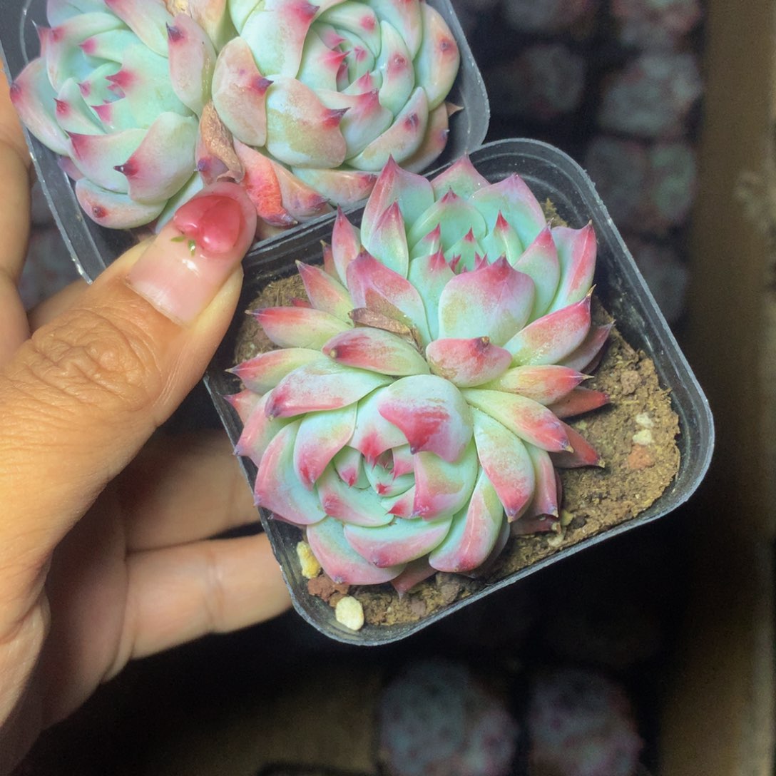 水蜜桃双头（满6.66包邮不满6.66发叶子）