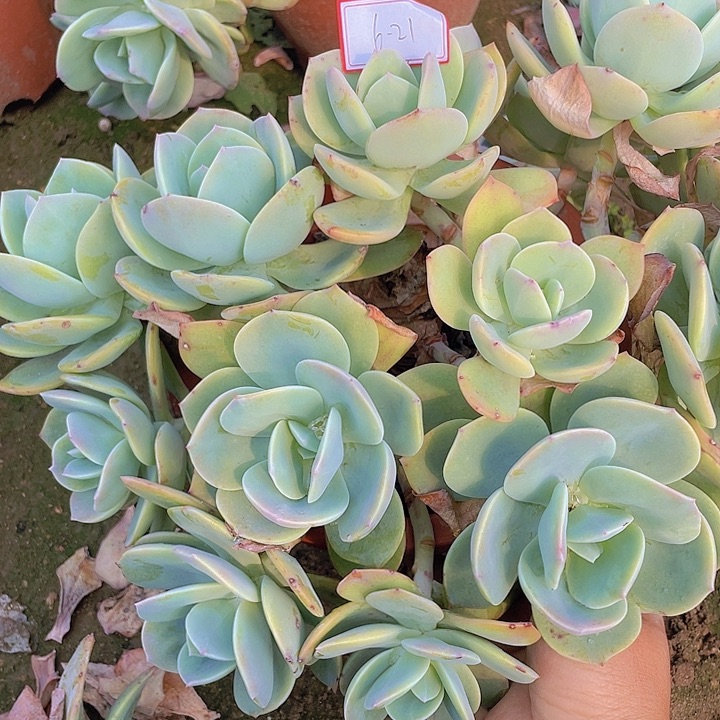 白凤群有砍6-21号的