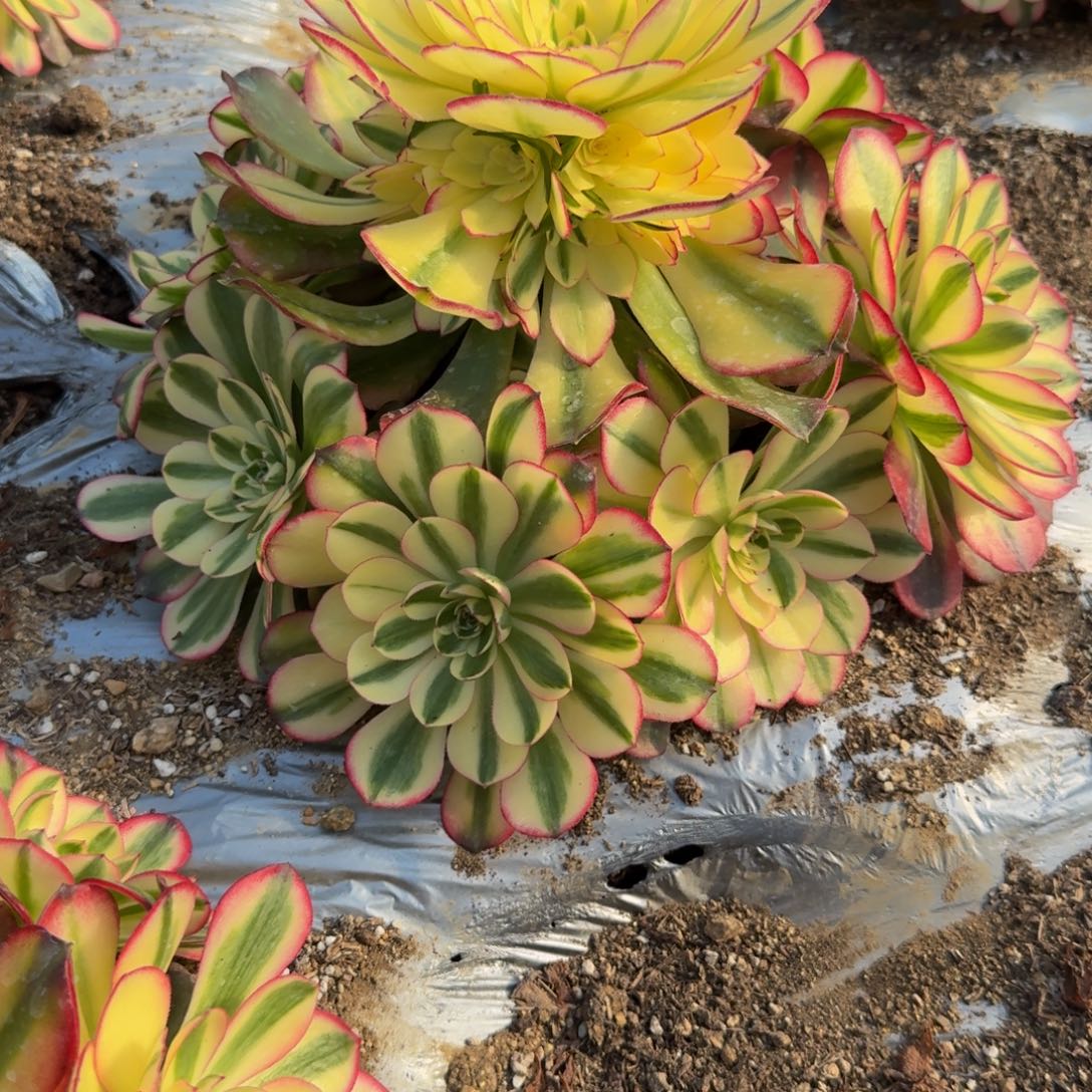 432荔枝。多肉植物