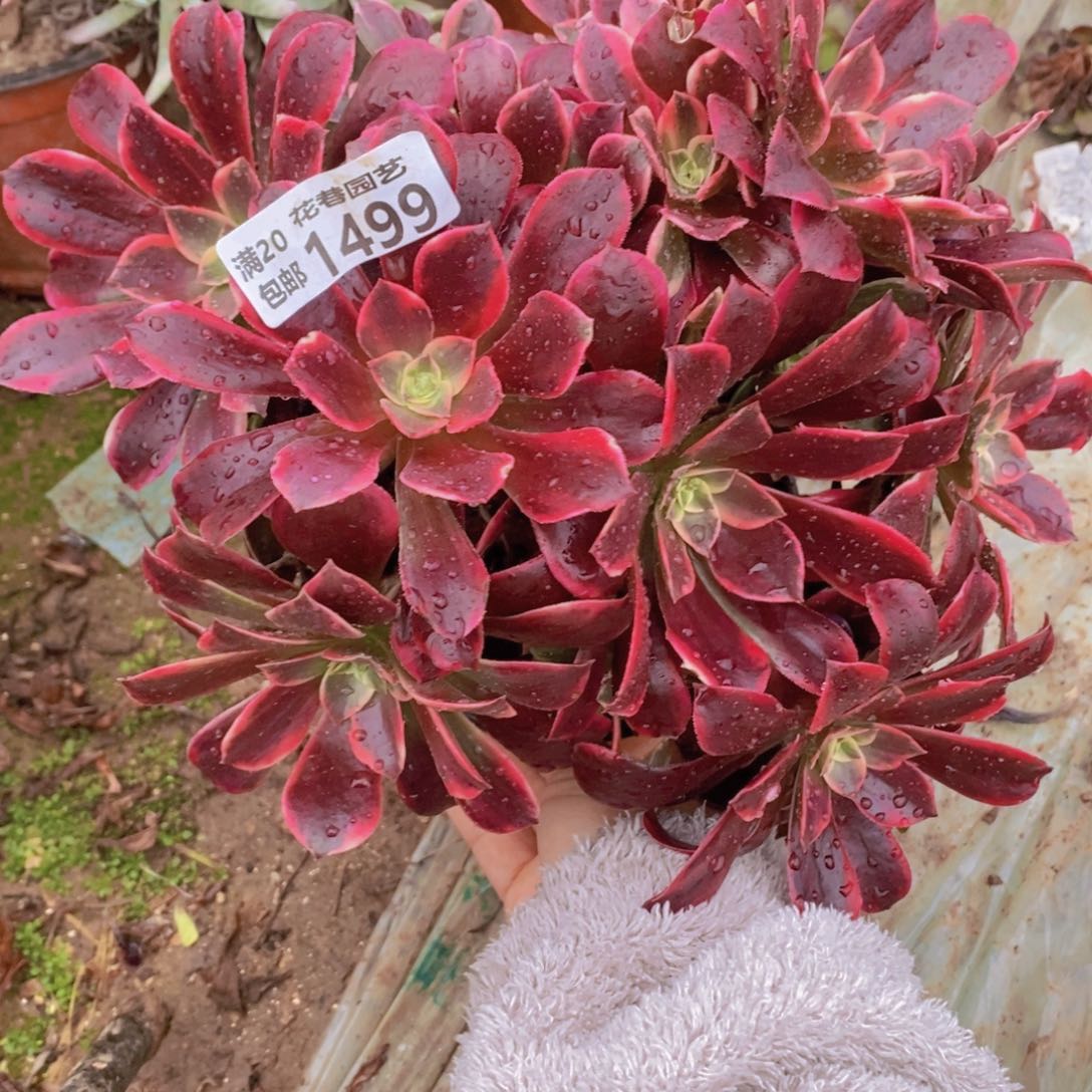 1499 号一物一拍多肉植物