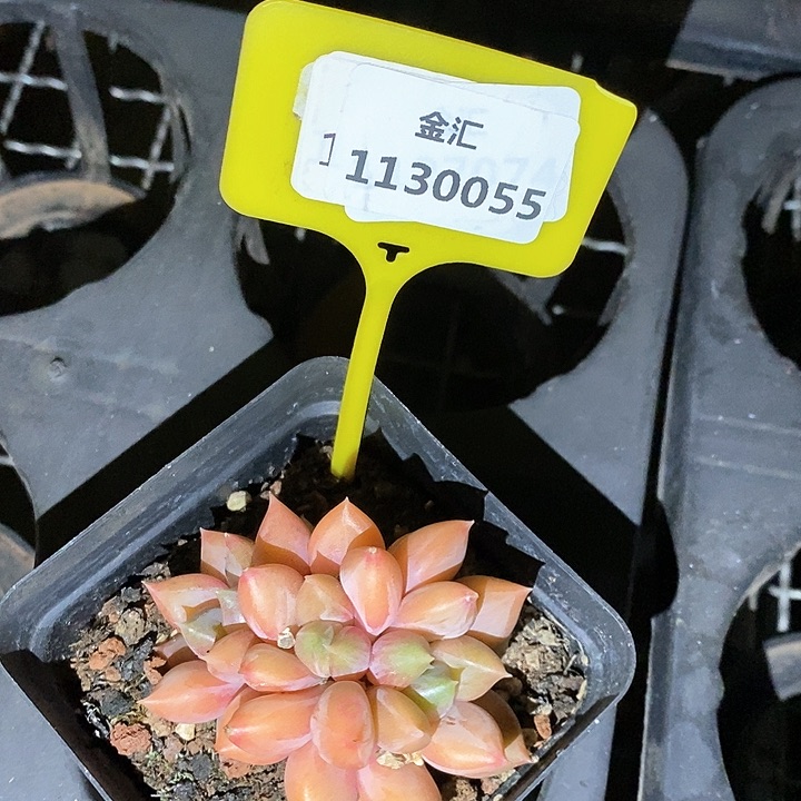 福利多多。1130055