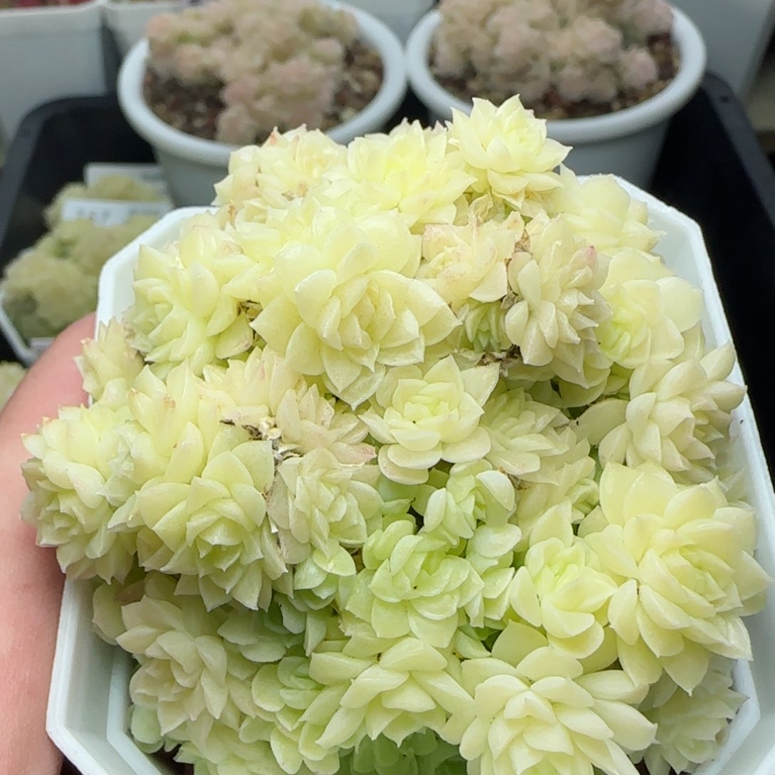 0129-163优选麦秆