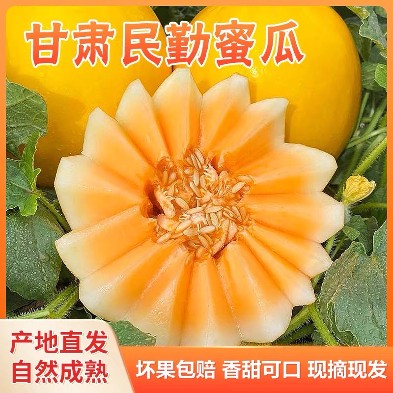 【精品果王】正宗头茬民勤蜜瓜应季水果原产地现摘现发包邮