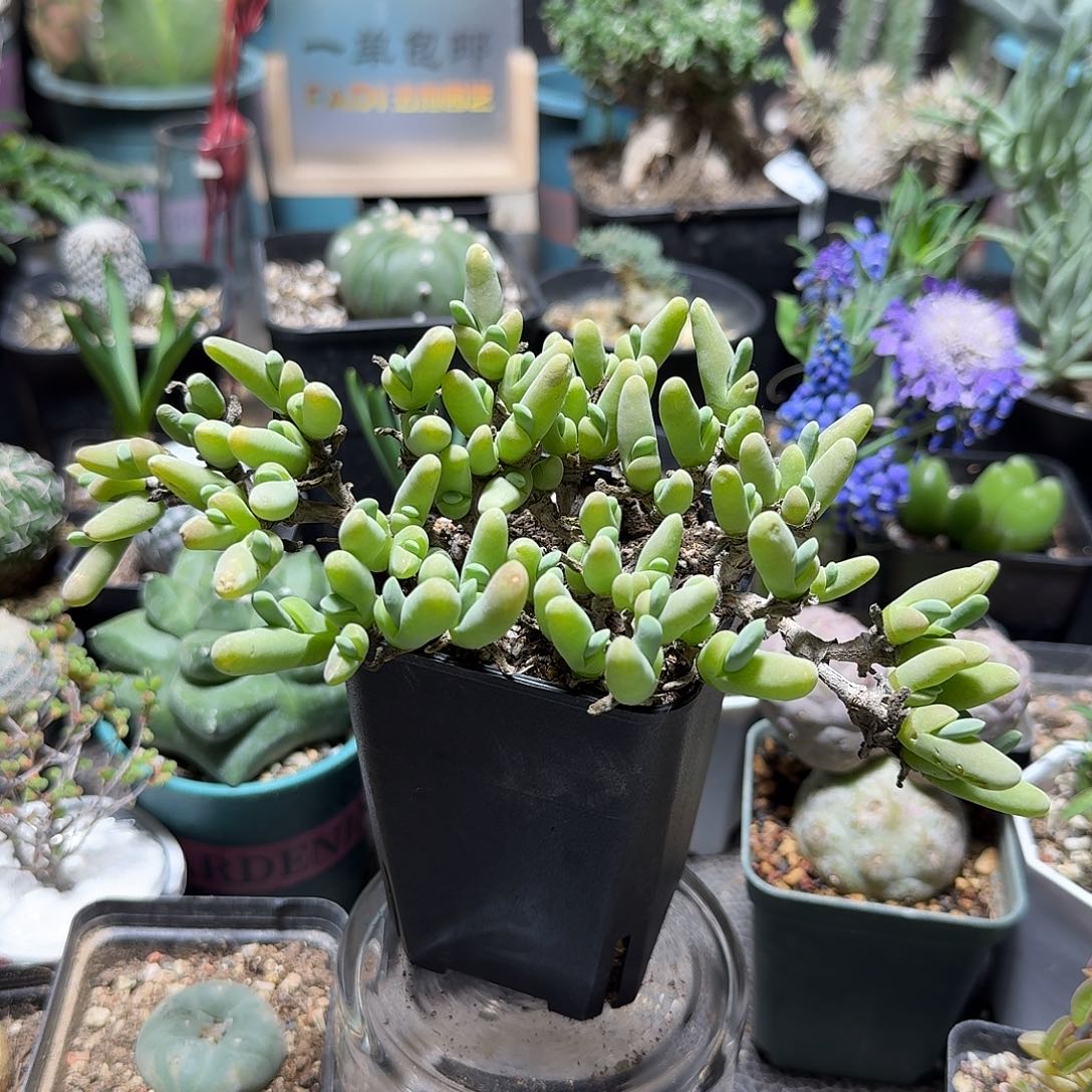 107小鲨鱼带盆发货实生