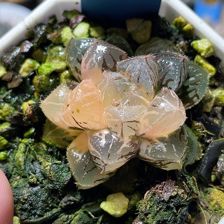 541粉黛锦特选福利 