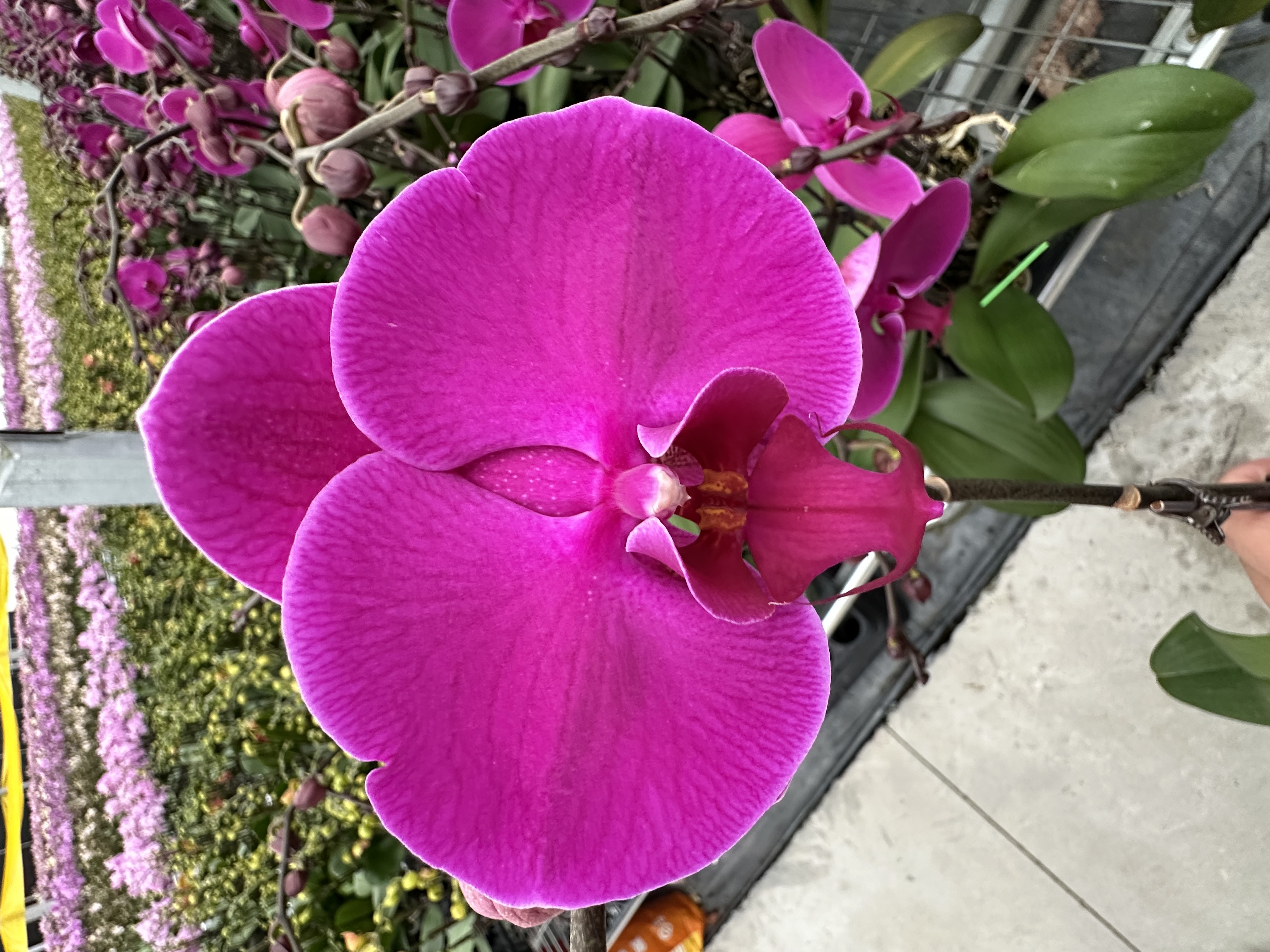 兰屿 LYSLAND【洪福齐天 3.0寸】蝴蝶兰鲜花盆栽