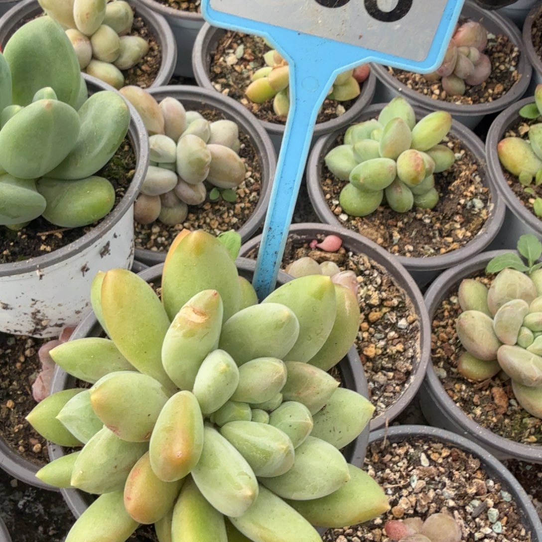 黄***司多肉植物漂亮多肉095