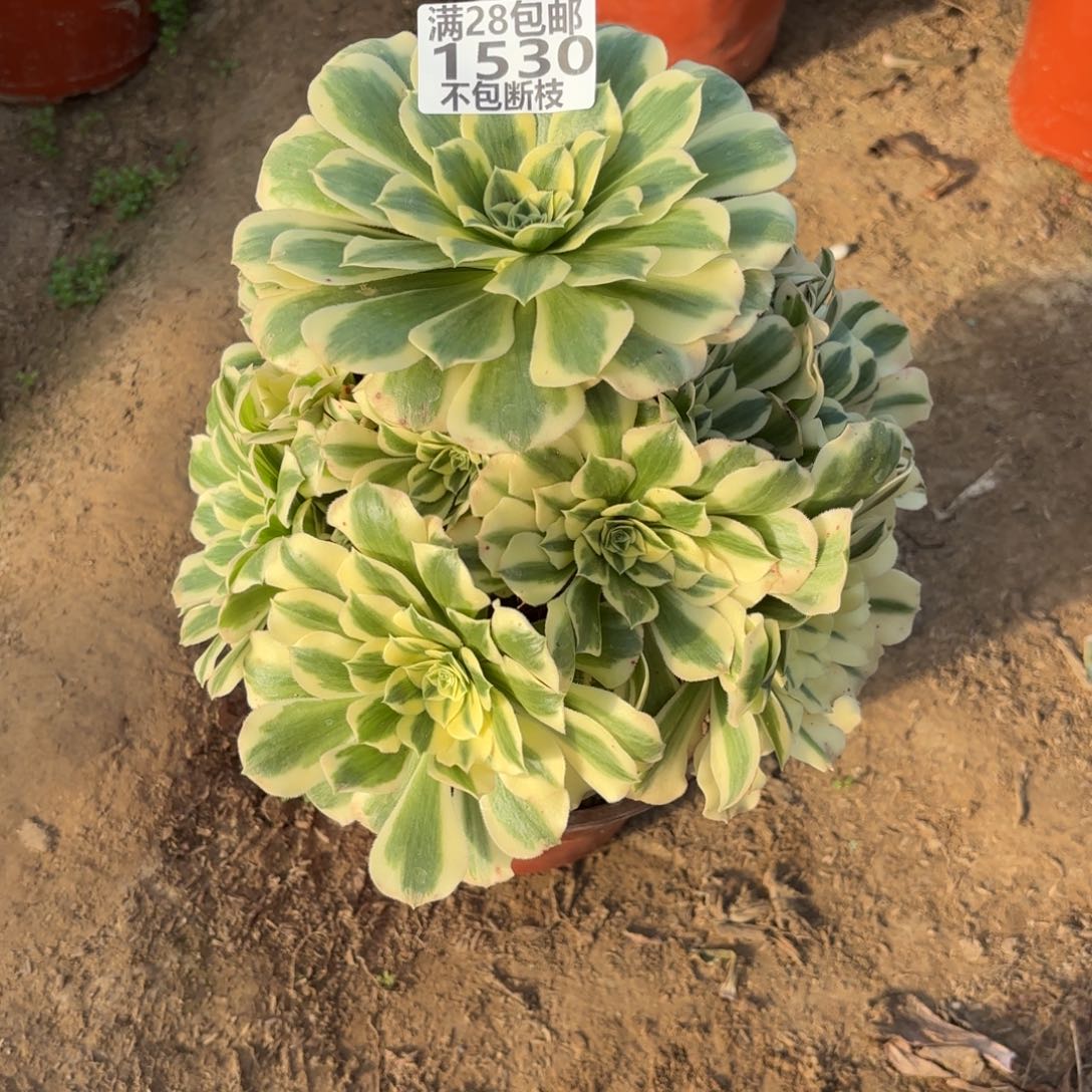 M. 1530迈巴赫多肉1，cade