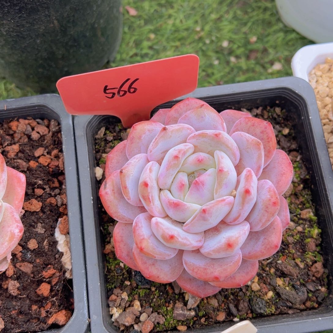 香玉的故事是一个人的