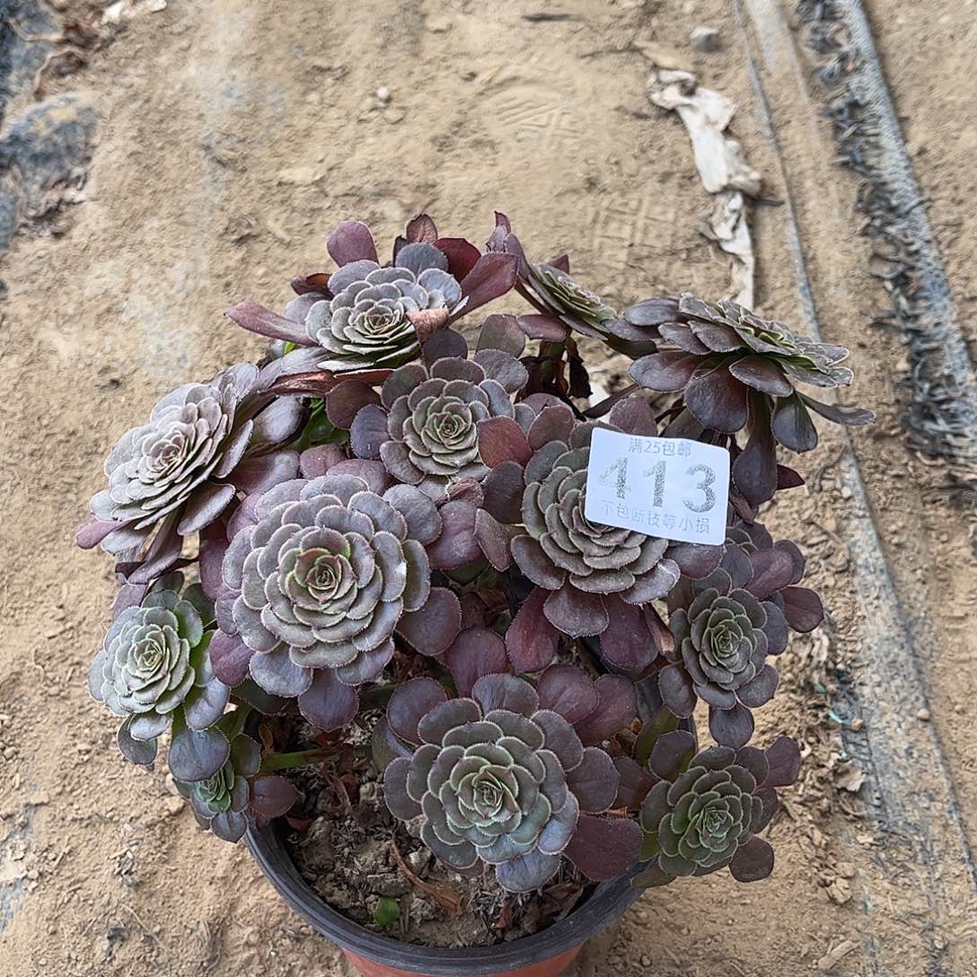 黑萝莉413不包断枝