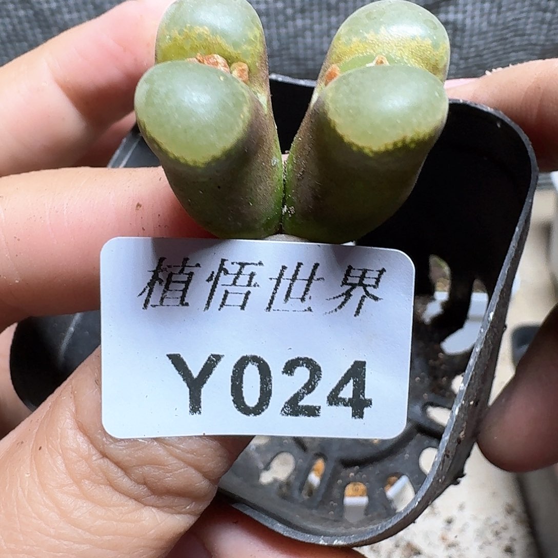 024号多肉植物哇c t