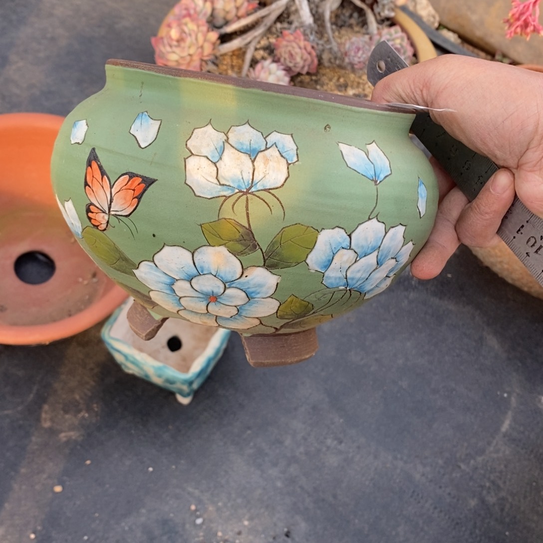 红陶昔**了82号多肉盆一个呀