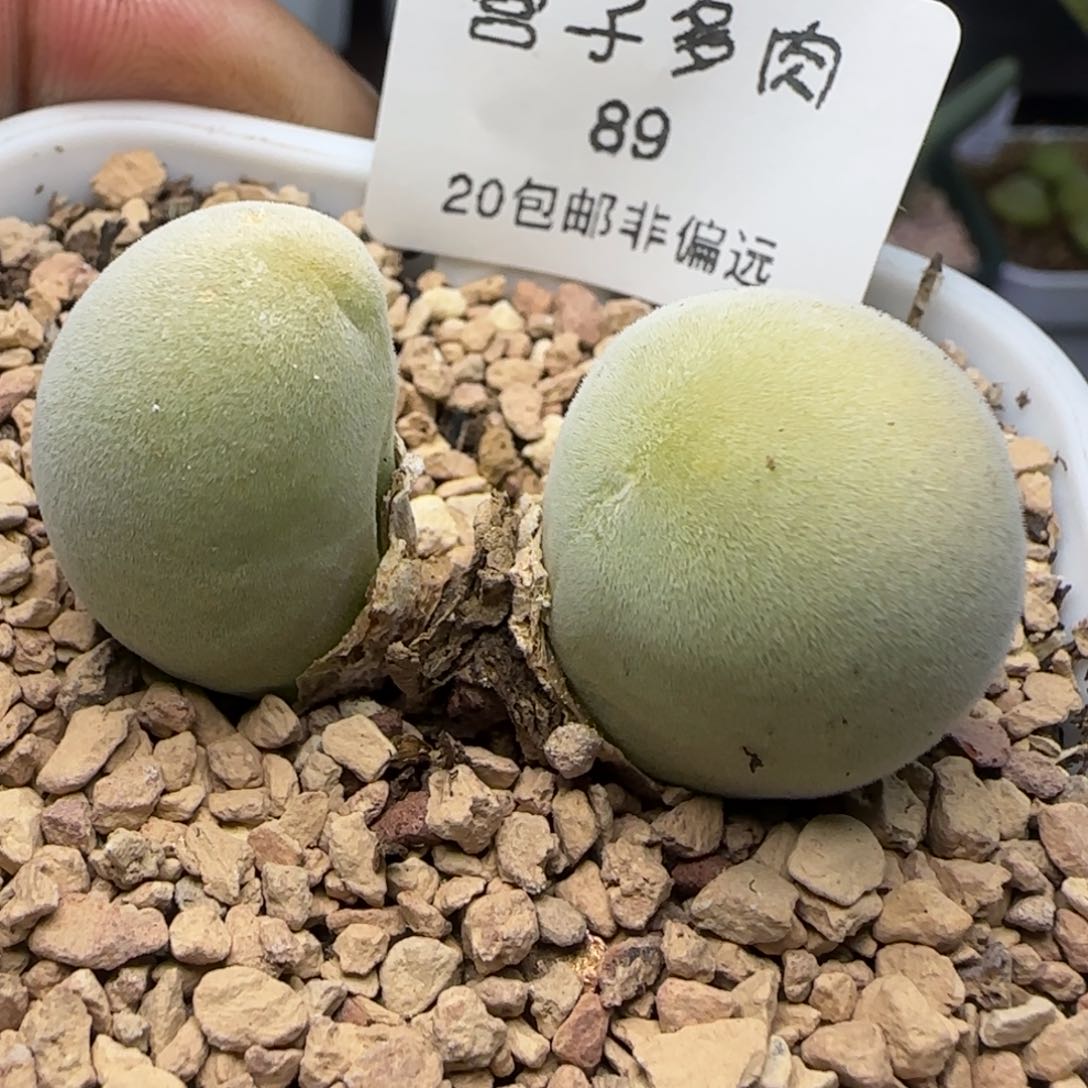 宝辉带盆土发货。