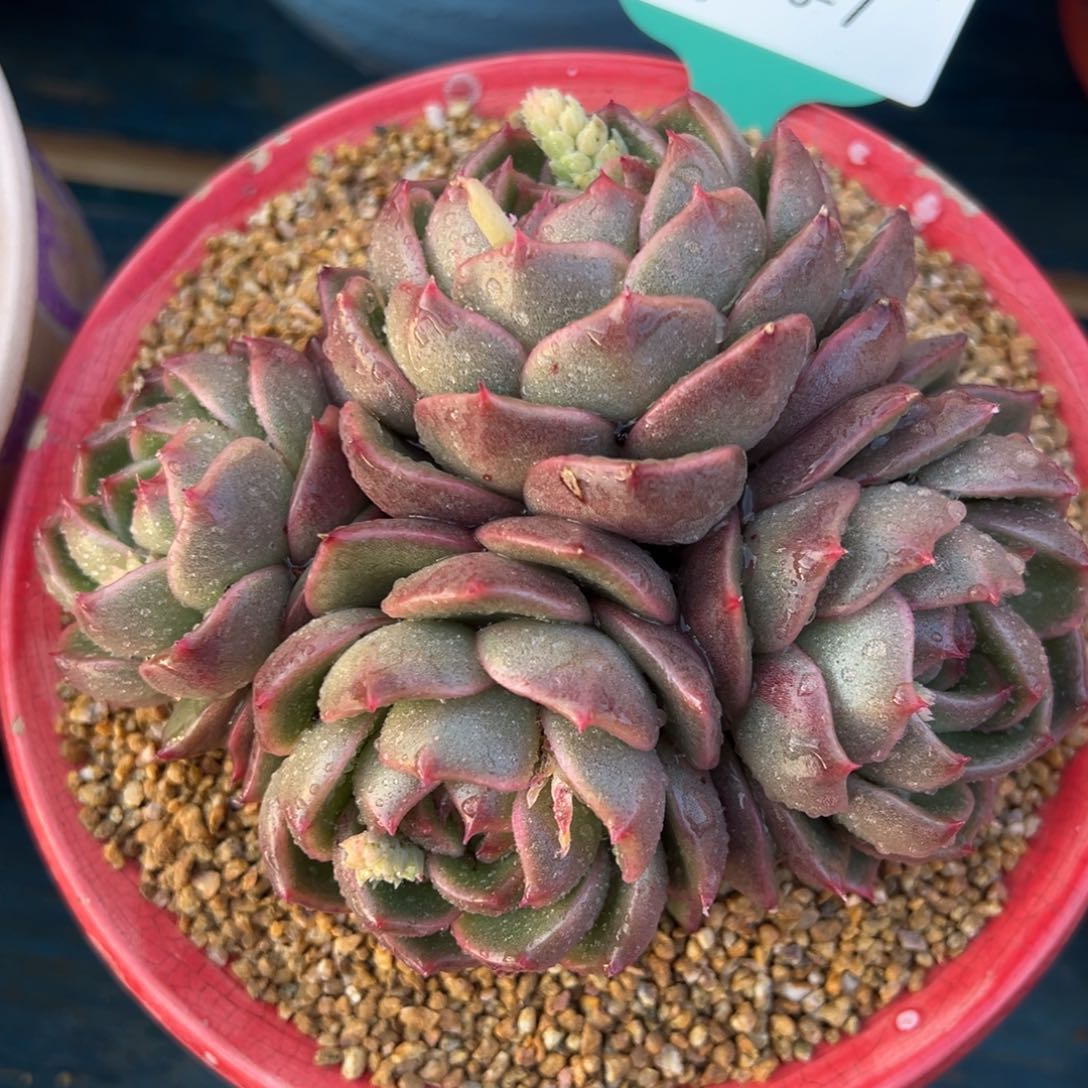 从前慢多肉精选编号0206.7