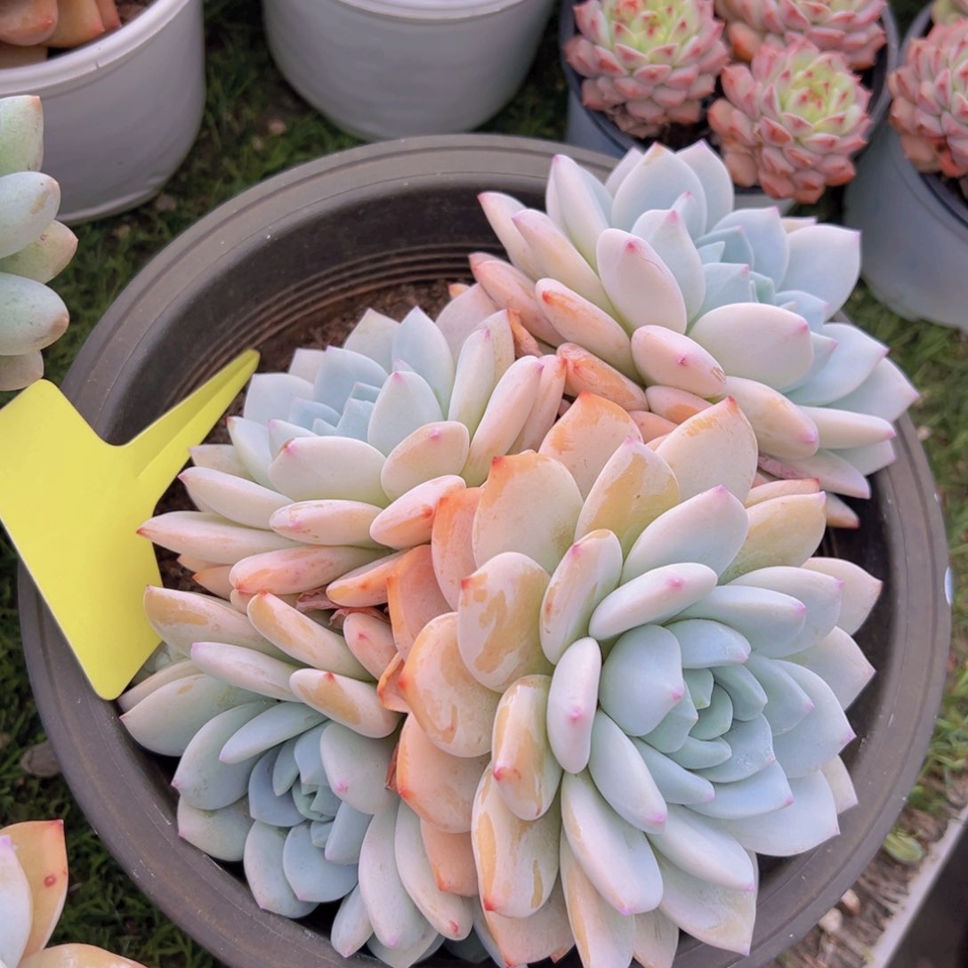 香玉的故事是一个人