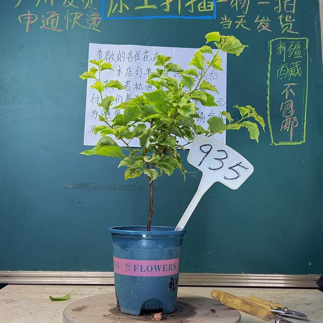 当前无花栽培后可以开花 斋戒狂欢  935