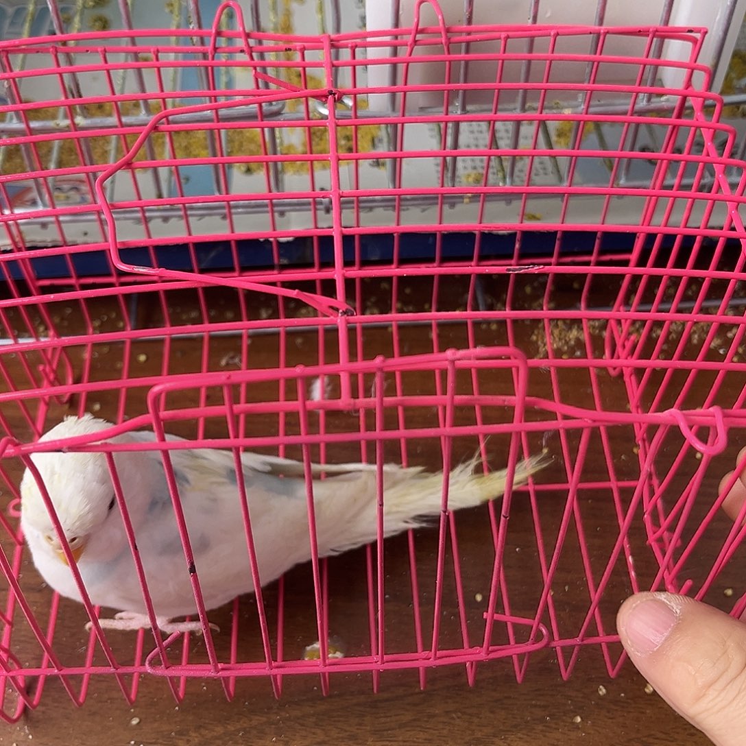 虎皮鹦鹉金彩鹦鹉