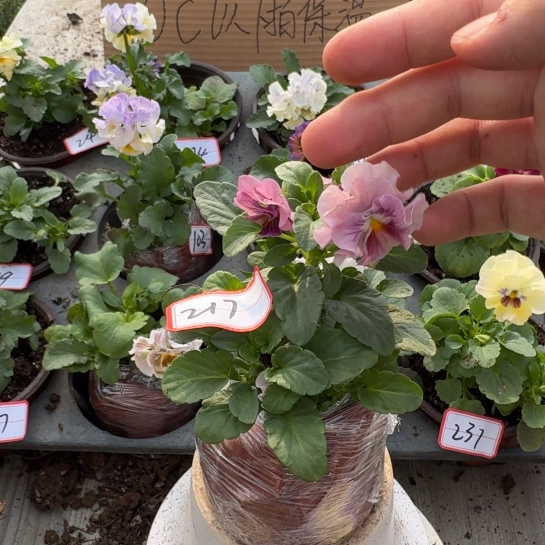 大部分花苞少量开放217