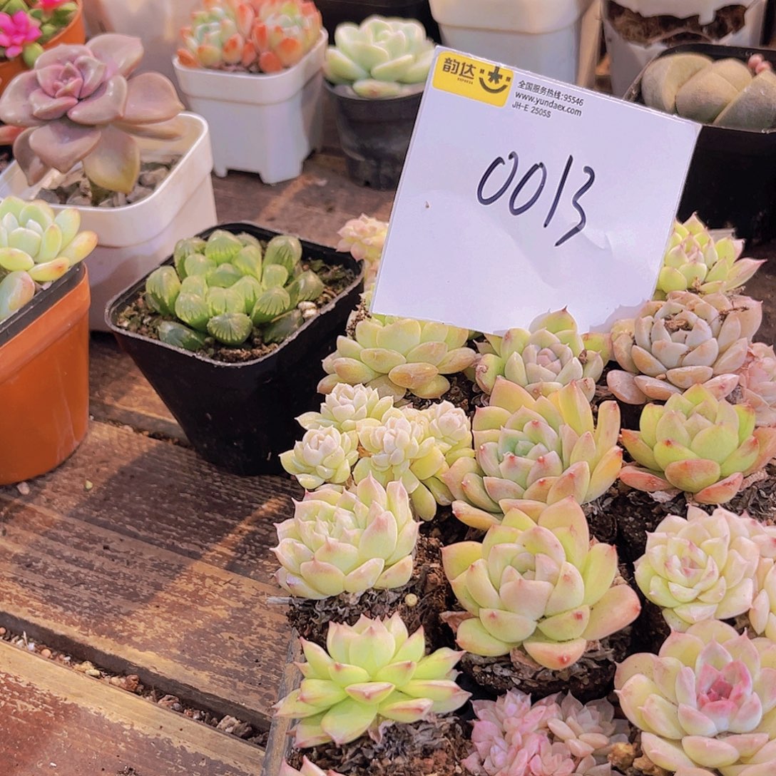 一物一拍0013福利21颗