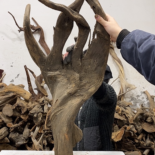 山***王柏木我们都是好孩子