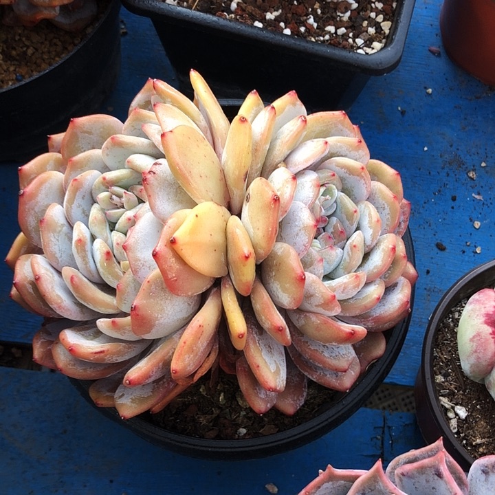黄皮橙子多肉植物