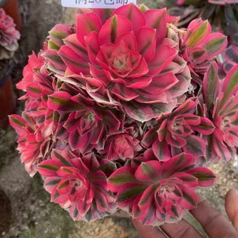 女巫多肉多肉4557