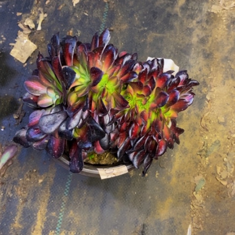 花娜锦多肉植物5459