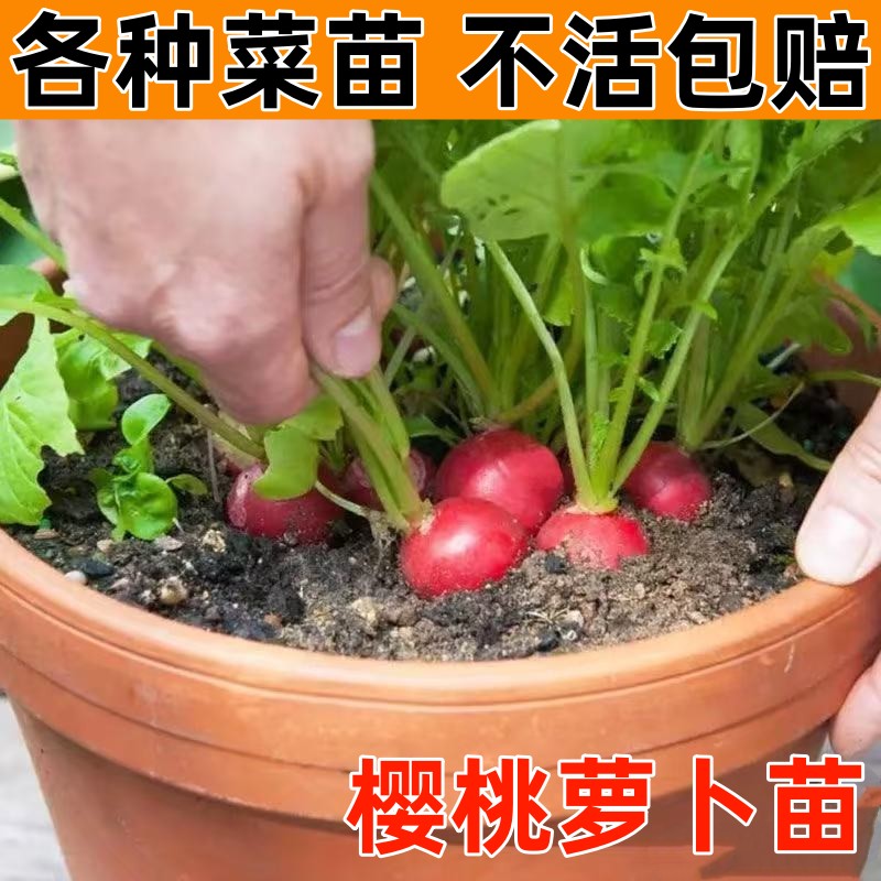樱桃萝卜苗秧苗水果萝卜种苗四季阳台盆栽红皮白肉萝卜蔬菜种籽